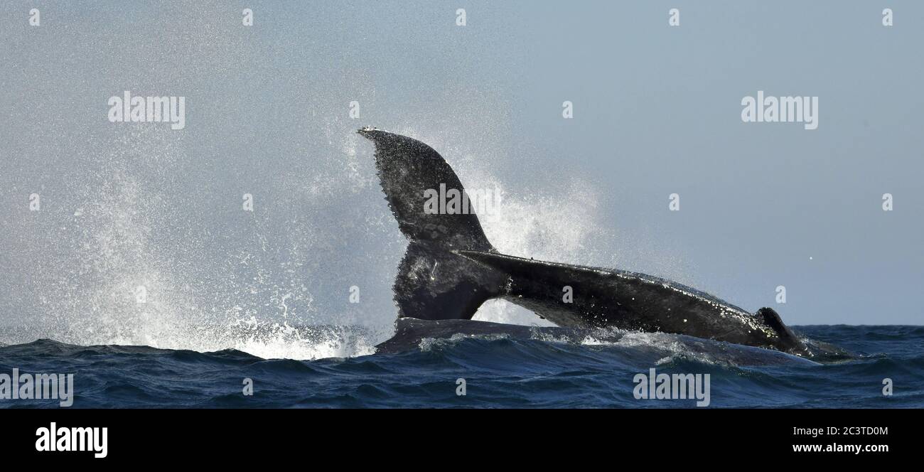 A Humpback whale raises its powerful tail over the water of the Ocean.. The whale is spraying water. Scientific name: Megaptera novaeangliae. South Af Stock Photo