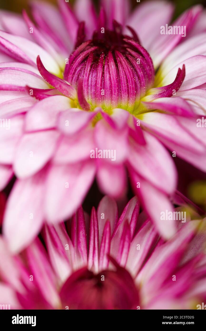 Dahlia flowers pattern hi-res stock photography and images - Alamy