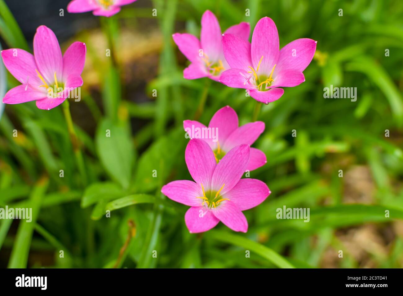 Zephyranthes rosea, commonly known as the Cuban zephyrlily, rosy rain lily, rose fairy lily, rose zephyr lily or the pink rain lily. They are cultivat Stock Photo