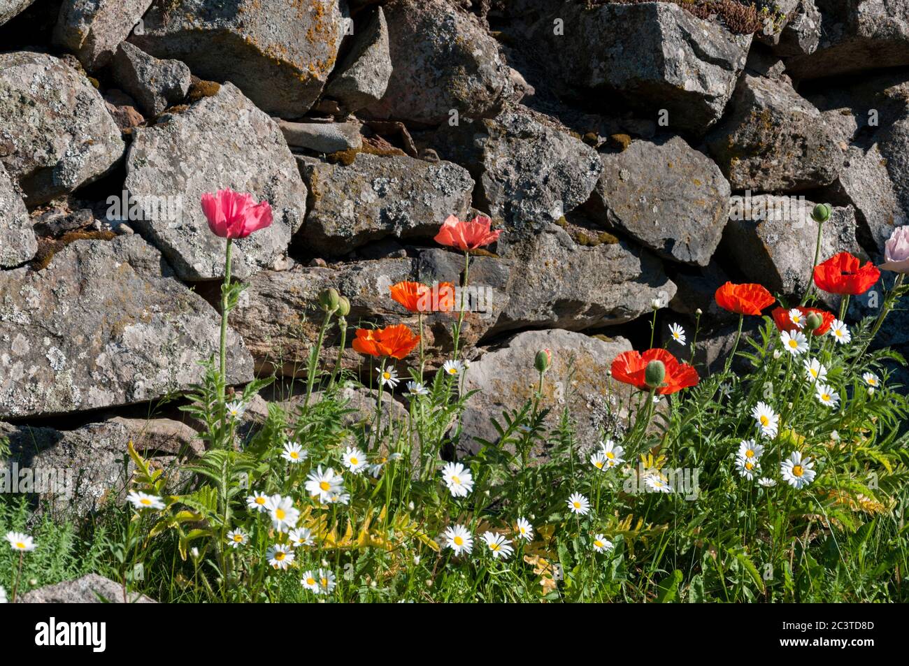Flowers by a stone wall Stock Photo - Alamy