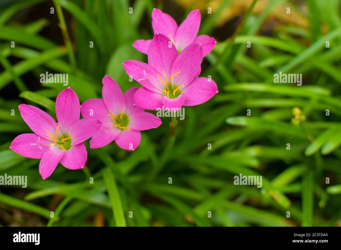 Zephyranthes rosea, commonly known as the Cuban zephyrlily, rosy rain lily, rose fairy lily, rose zephyr lily or the pink rain lily. They are cultivat Stock Photo