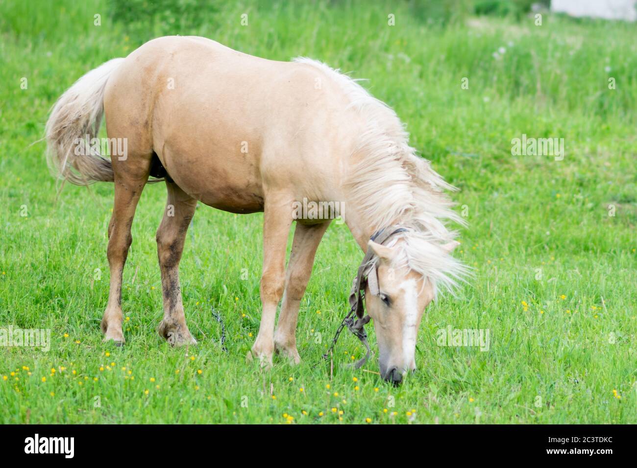 Black mare in a gallop on a meadow hires stock photography and images