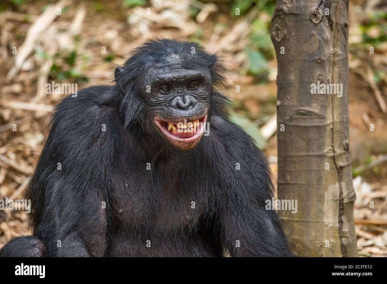Portrait of smiling Bonobo. Close up. Scientific name Pan paniscus