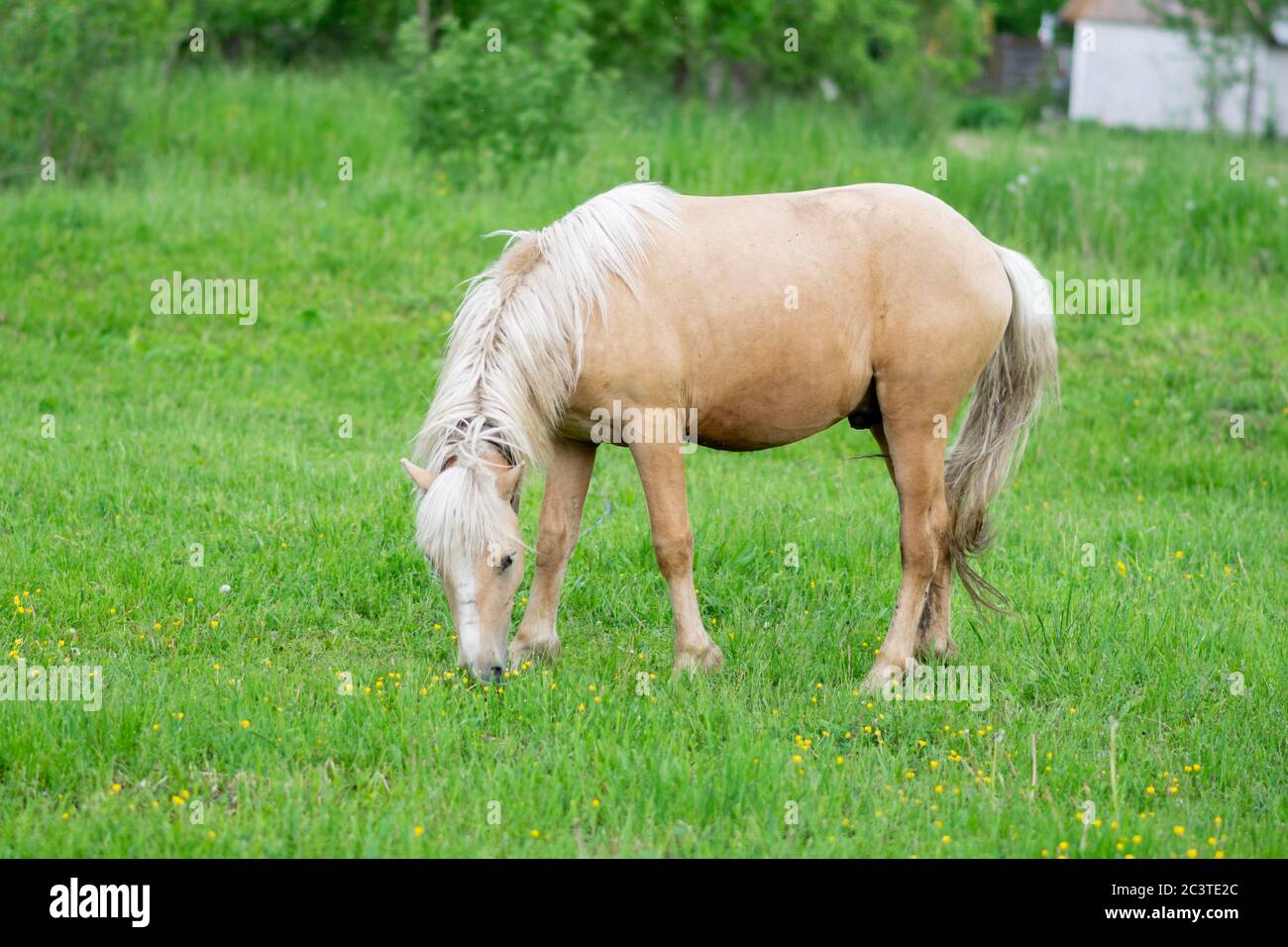 Green grass and horse hi-res stock photography and images - Alamy