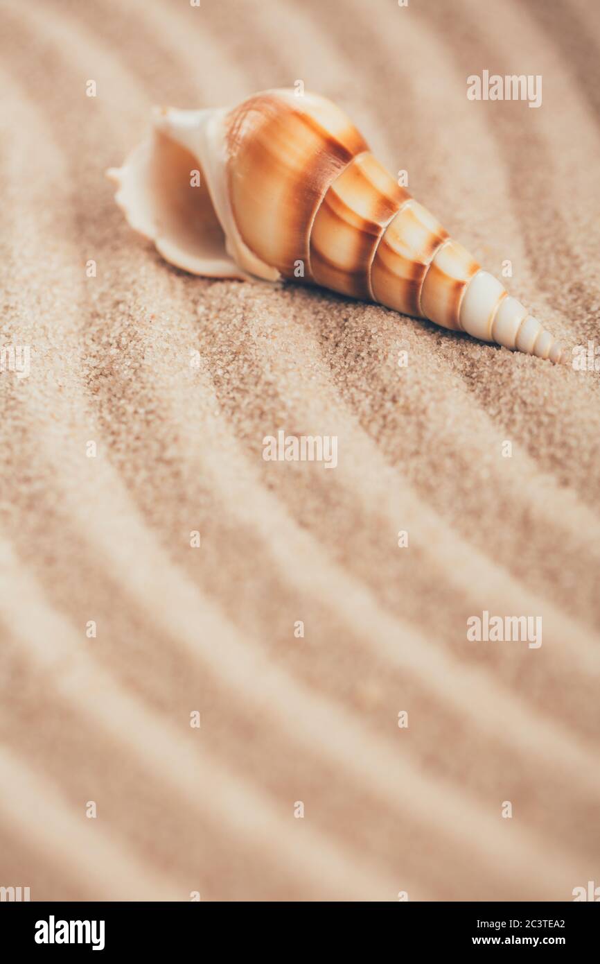 Long seashell lie on the dunes. Clouse up Stock Photo