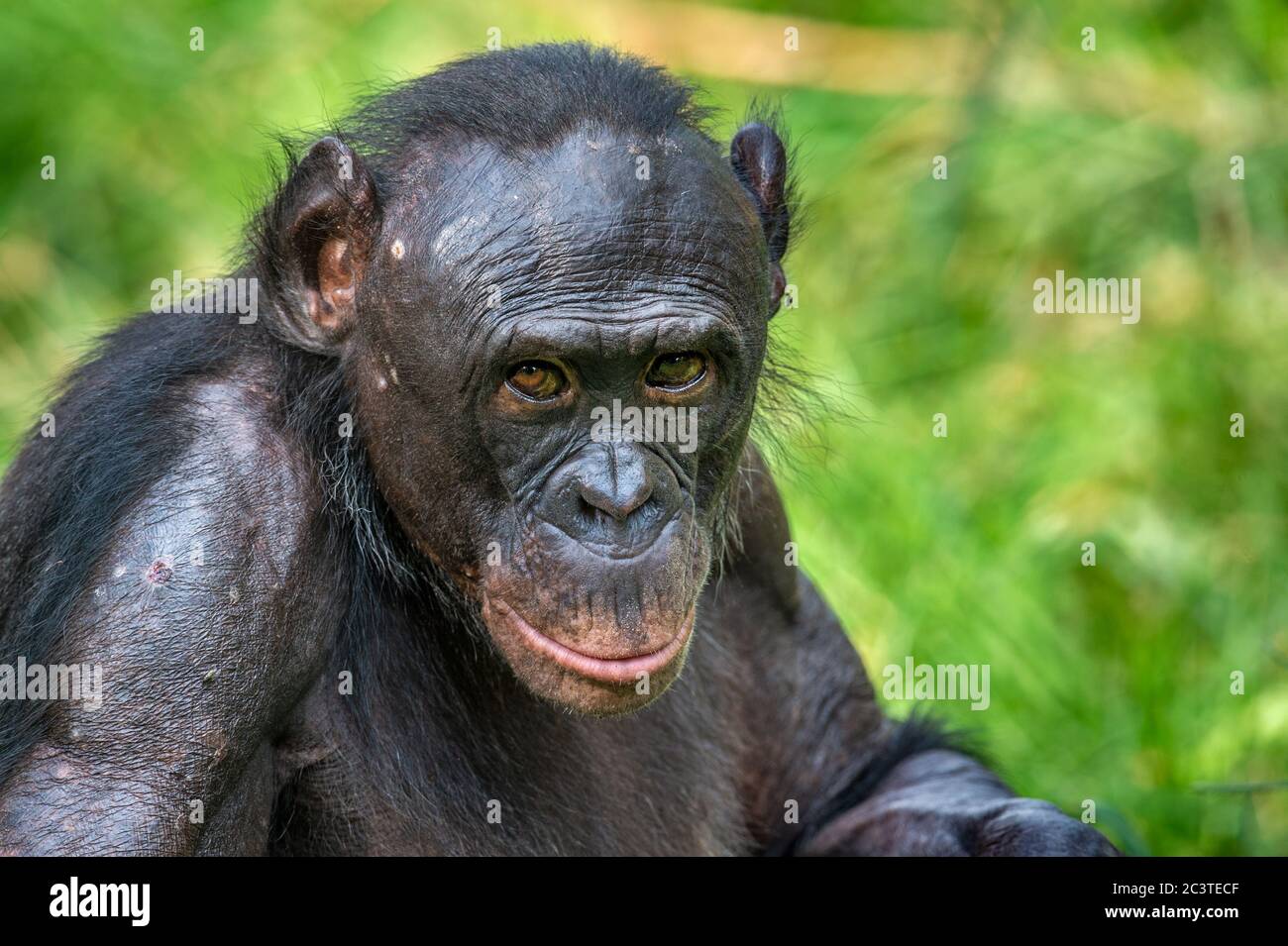 Congo rainforest animals hi-res stock photography and images - Alamy