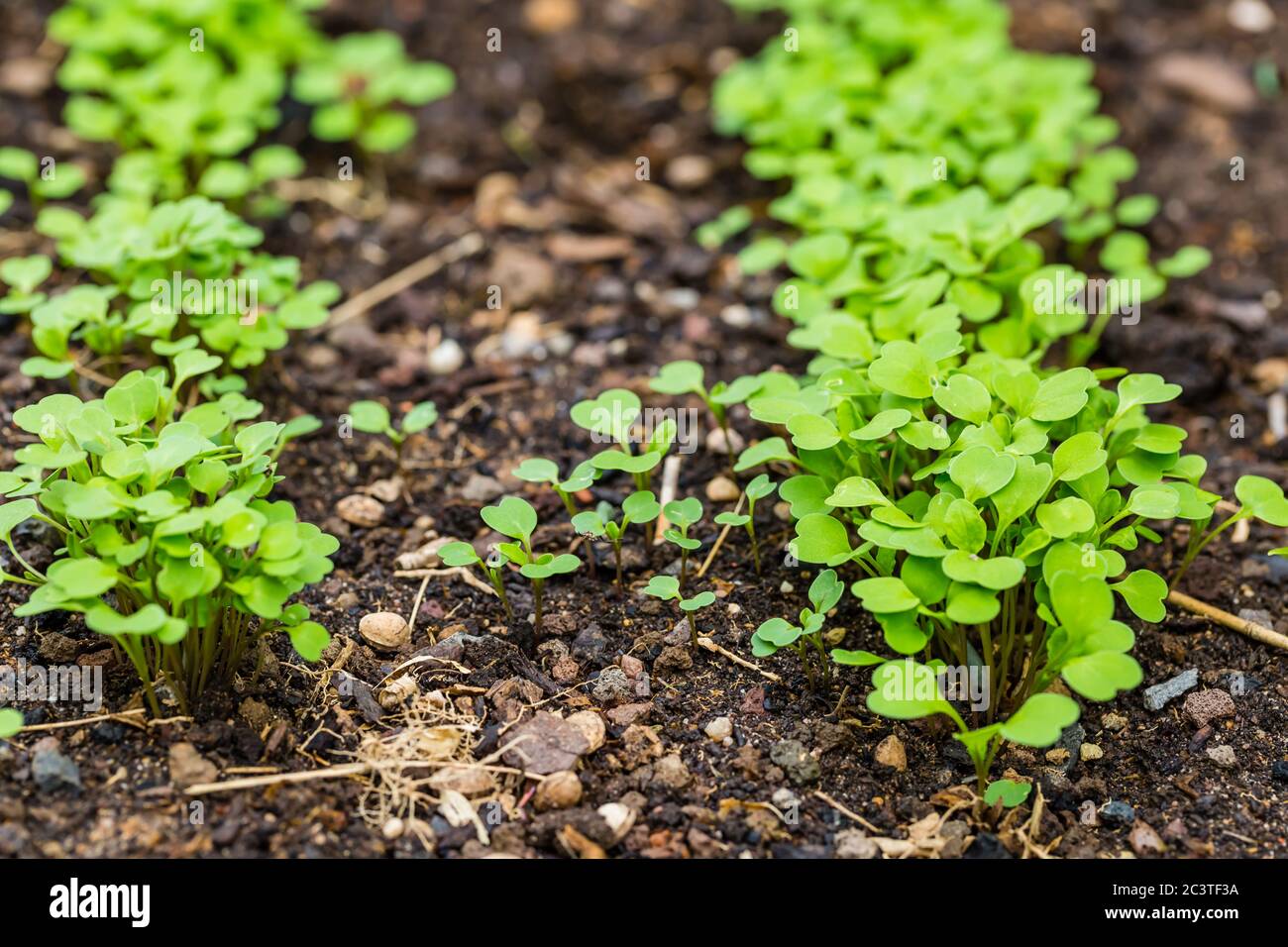 Organic salad seedlings or sapling lettuce in vegetable garden in raised bed Stock Photo