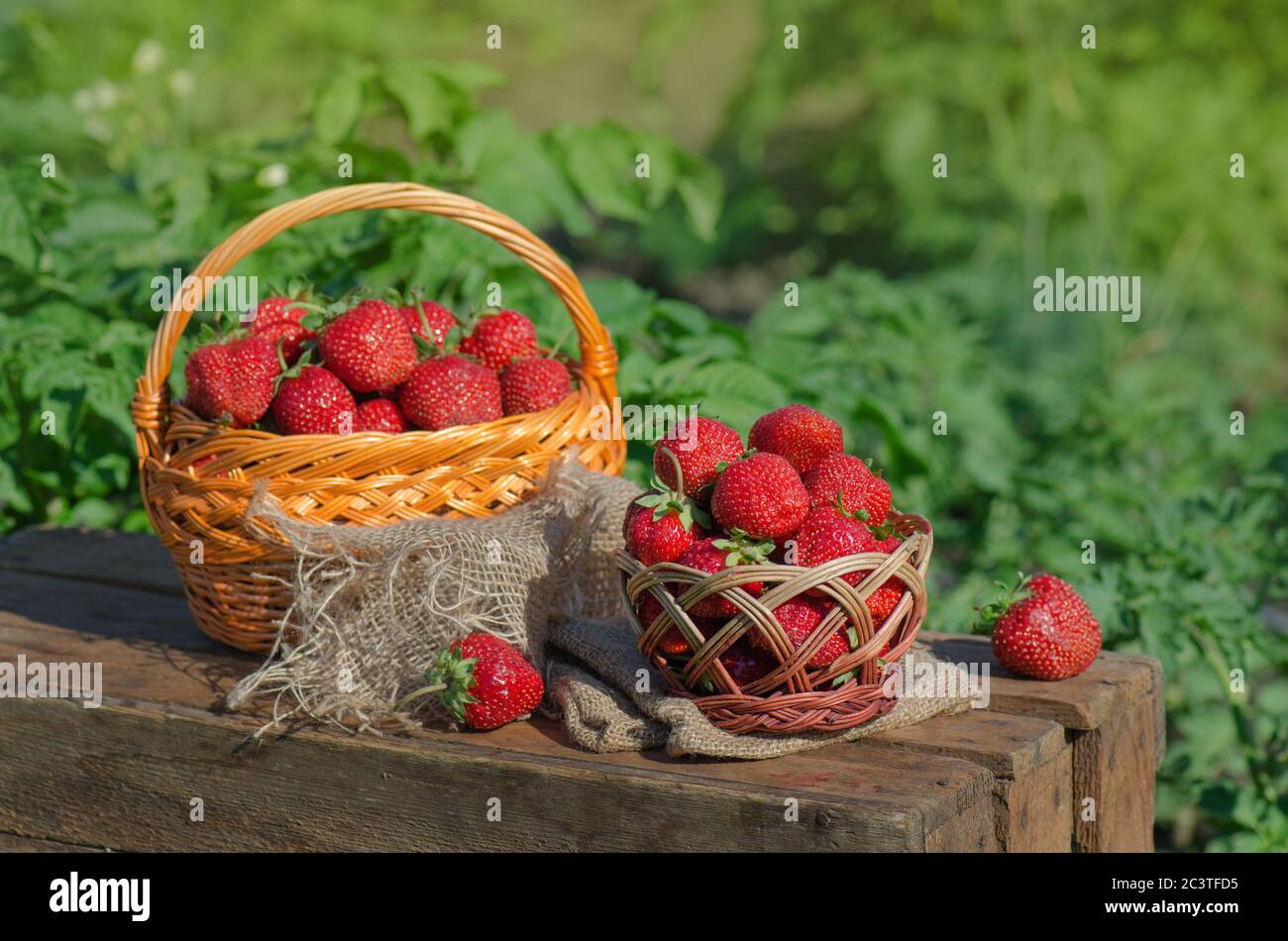 Basket of freshly harvested strawberries in berry garden. Freshly picked strawberries. Home grown strawberries  tastes better Stock Photo