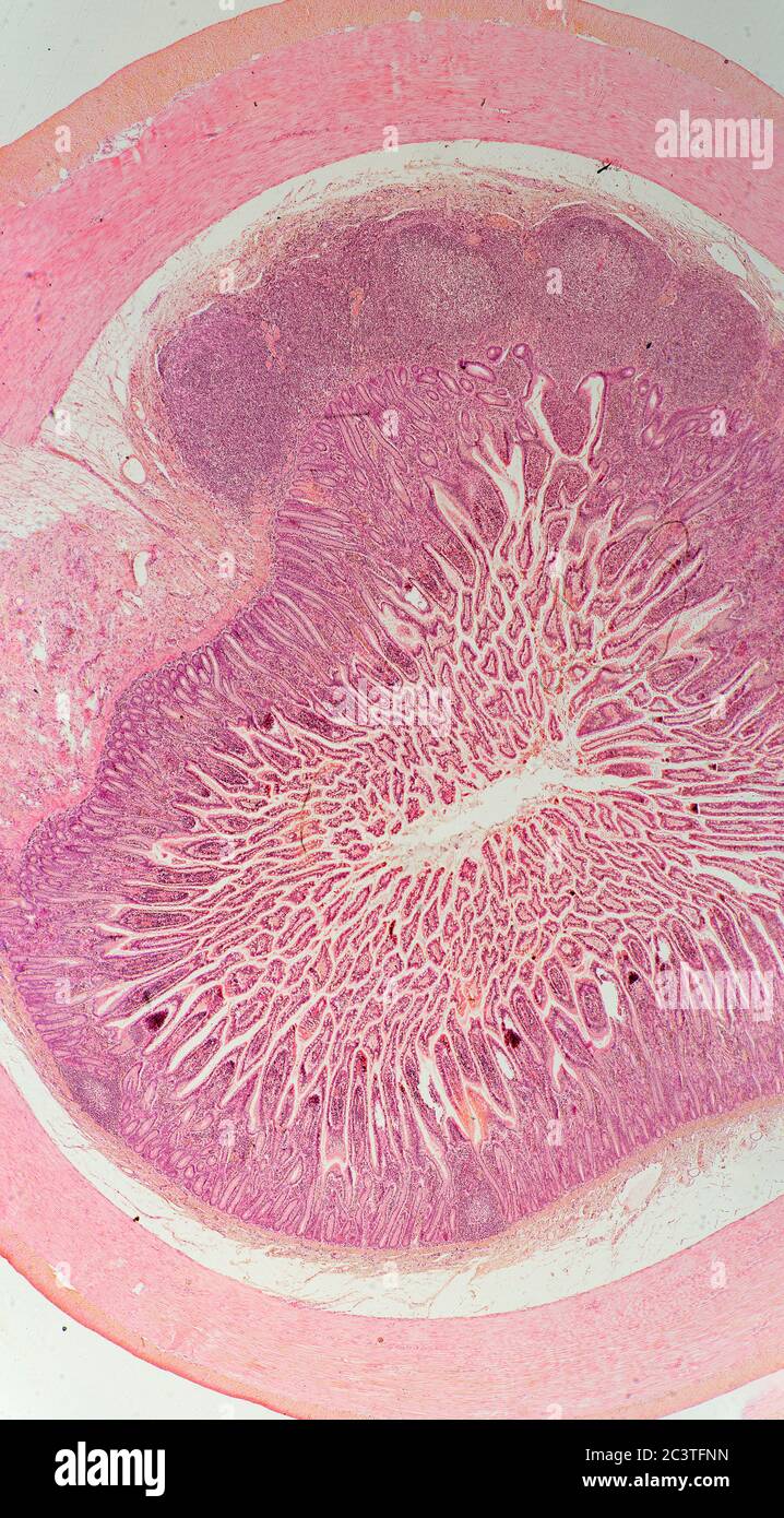 Mammal ileum hires stock photography and images Alamy