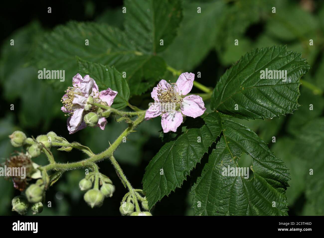Blackberry blossoms and buds blooming. Blackberry flowers Stock Photo Alamy