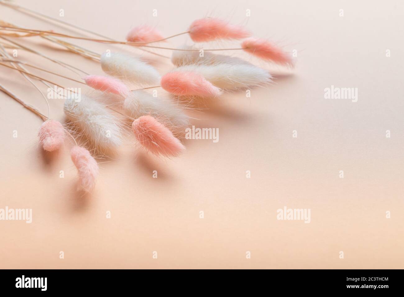 Dried bunny tails grass hi-res stock photography and images - Alamy