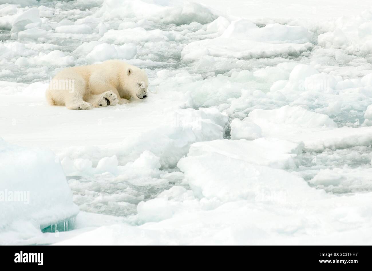 polar bear (Ursus maritimus), polar bear cub sleeping on pack-ice, Norway, Svalbard Stock Photo