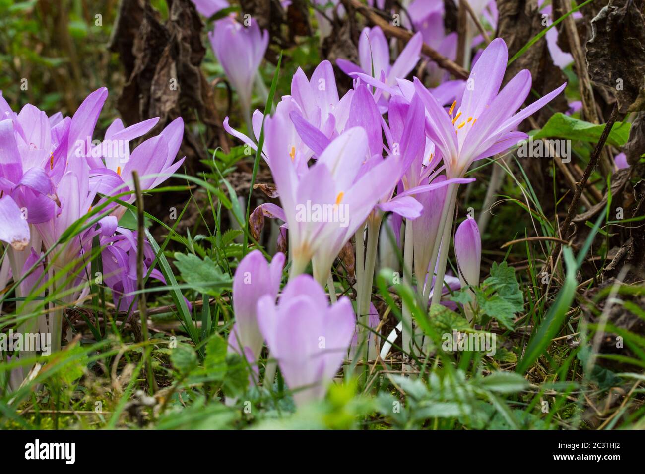Meadow saffron hi-res stock photography and images - Alamy