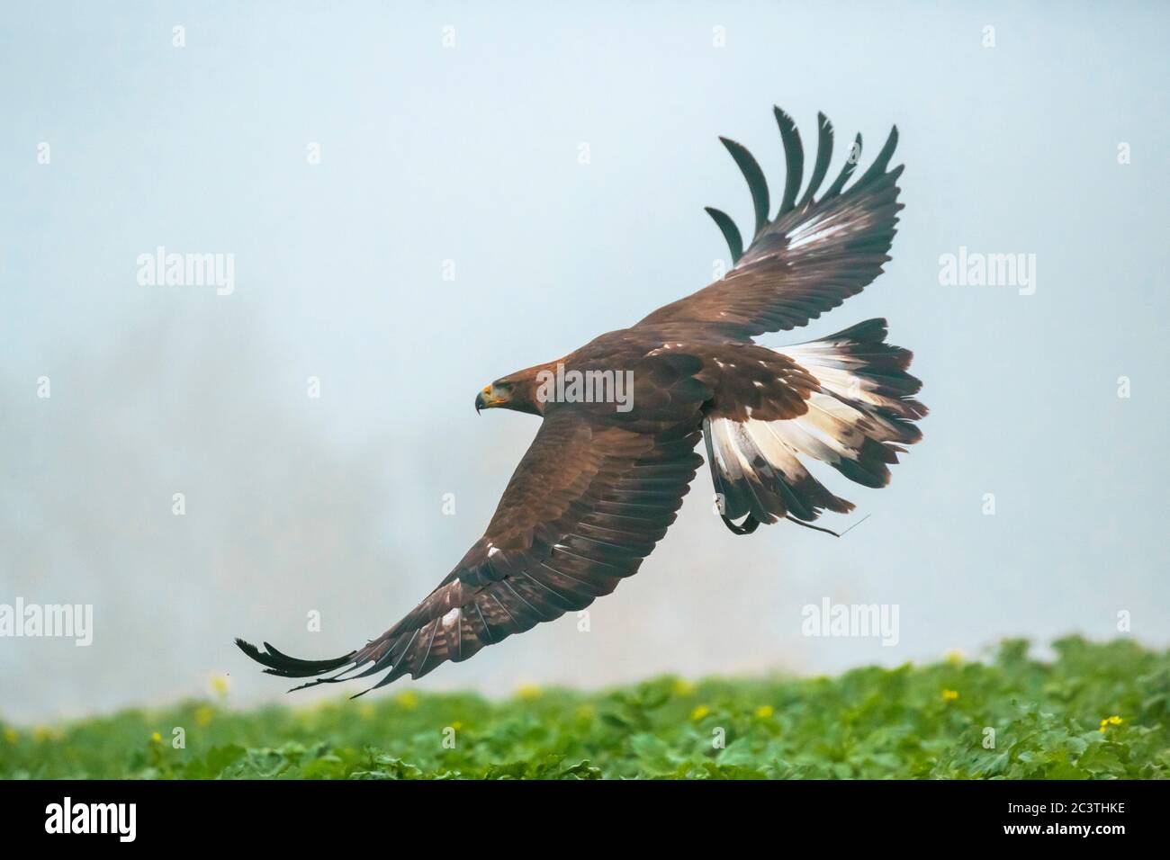 golden eagle (Aquila chrysaetos), in hunting flight at a falconry, Germany Stock Photo