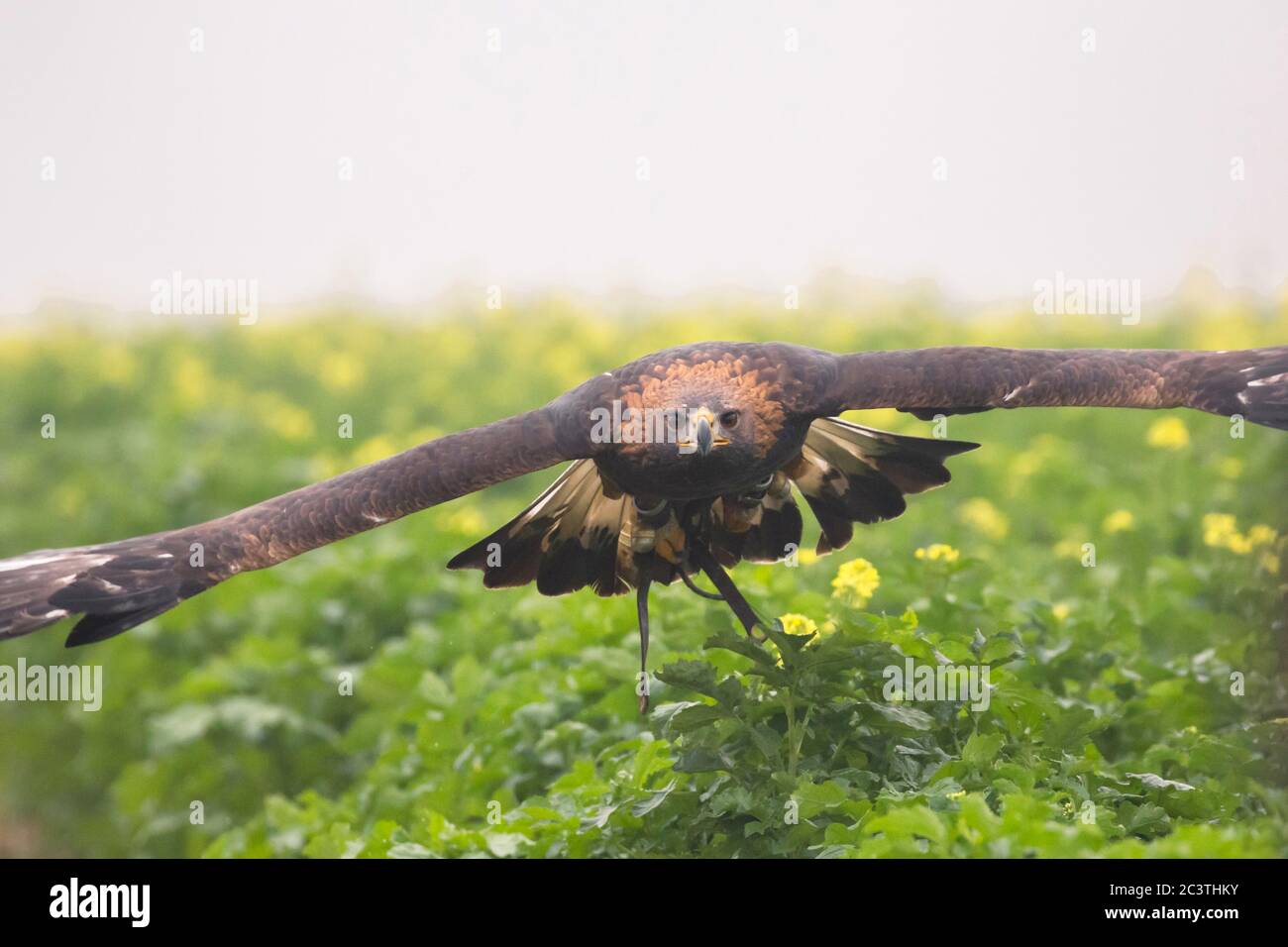golden eagle (Aquila chrysaetos), in hunting flight for falconry, low-level flight over an acre, Germany Stock Photo