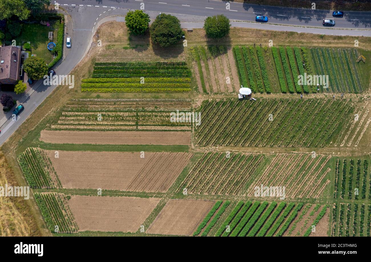 self-harvest field on the Zeppelinstrasse/Parcevalstrasse, 21.07.2019, aerial view, Germany, North Rhine-Westphalia, Ruhr Area, Muelheim/Ruhr Stock Photo