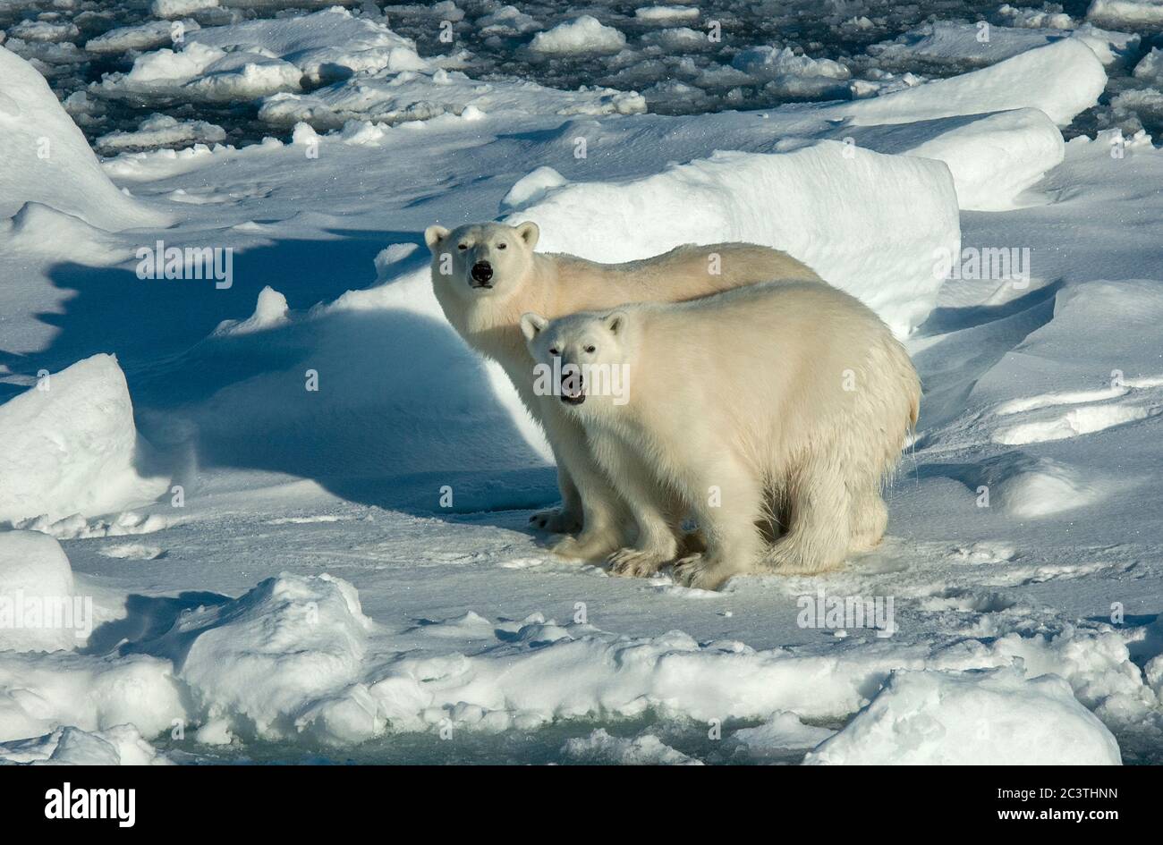 polar bear (Ursus maritimus), two polar-bears standing together on pack-ice, Norway, Svalbard Stock Photo