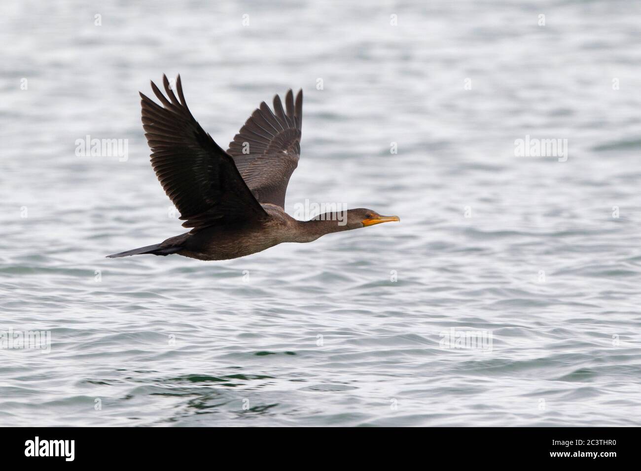 doublecrested cormorant (Phalacrocorax auritus), in flight over the