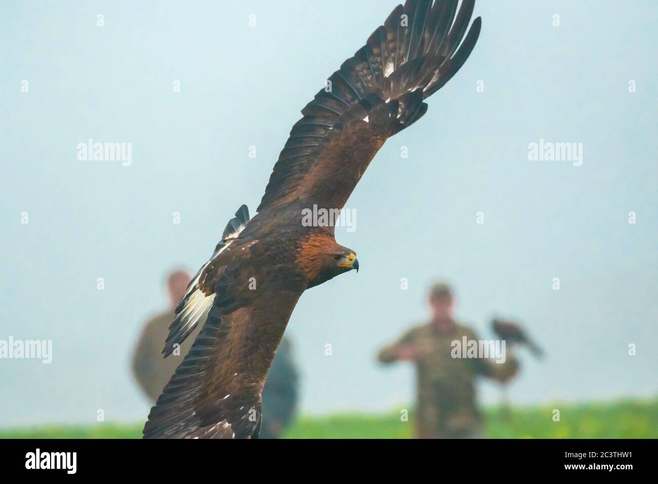 golden eagle (Aquila chrysaetos), in hunting flight at a falconry, Germany Stock Photo