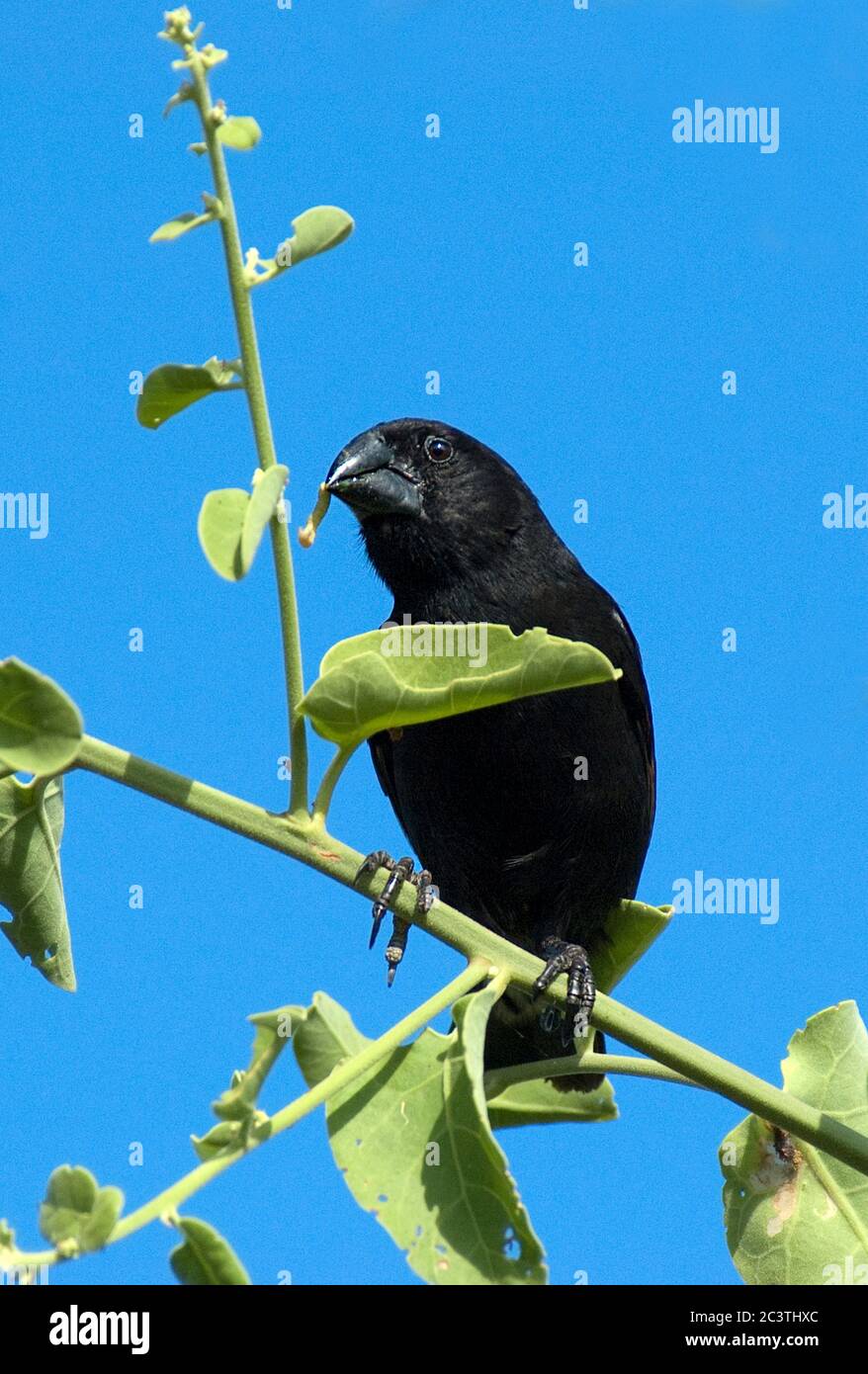 medium ground finch (Geospiza fortis), male perched on a branch, Ecuador, Galapagos Islands Stock Photo
