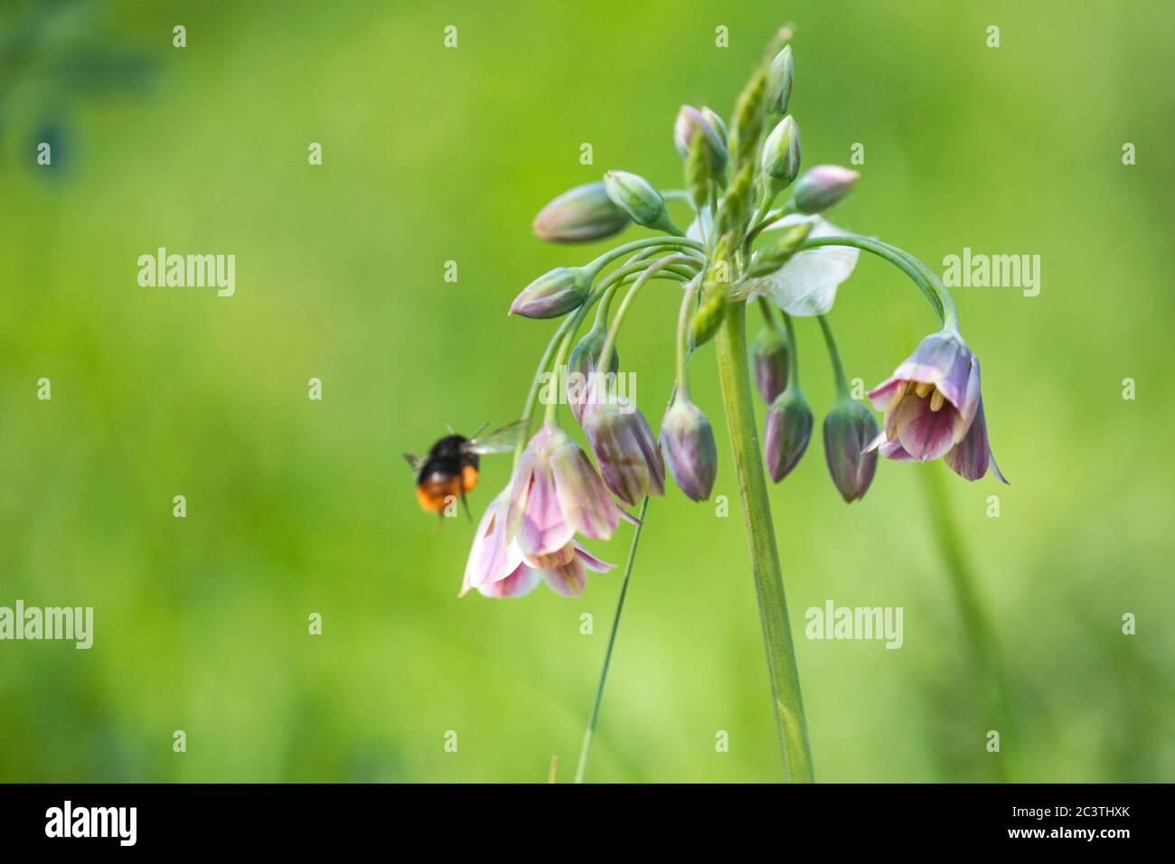 Honey garlic (Allium siculum, Nectaroscordum siculum), inflorescence Stock Photo