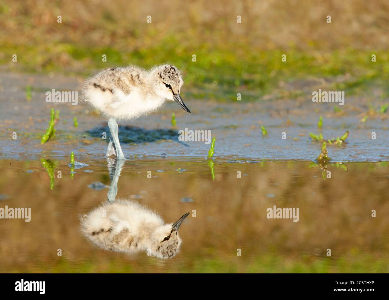 pied avocet (Recurvirostra avosetta), chick foraging at shallow water, side view, Netherlands, Texel Stock Photo