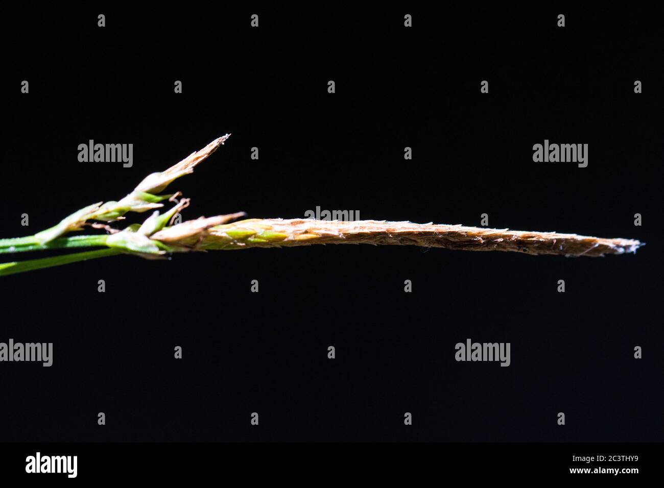 wood-sedge (Carex sylvatica), male spikelet against black background, Netherlands Stock Photo