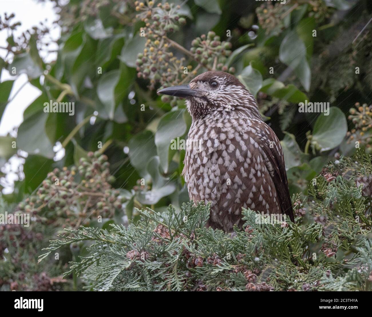 spotted nutcracker (Nucifraga caryocatactes), perching on a branch of a false cypress, ivy in the background, Netherlands Stock Photo