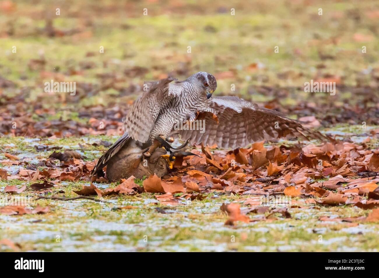 northern goshawk (Accipiter gentilis), capturing a rabbit, falconry, Germany Stock Photo