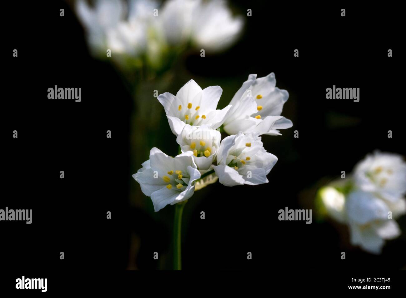 Lebanon Onion, Allium zebdanense (Allium zebdanense), inflorescence against black background, Netherlands Stock Photo