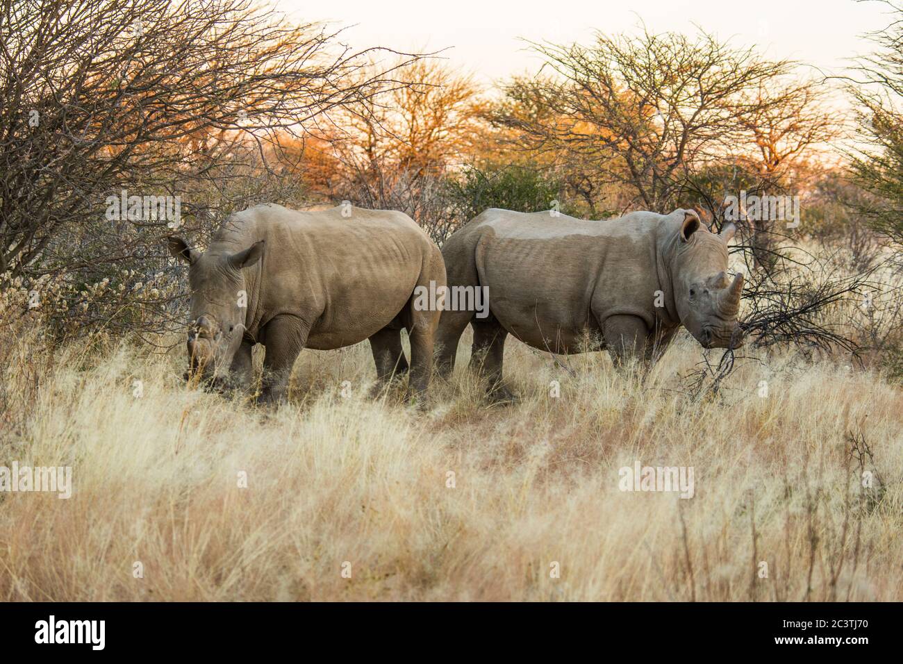 Pair of Southern  White rhinoceros or square-lipped rhinoceros (Ceratotherium simum) near Waterberg National Park, Namibia Stock Photo