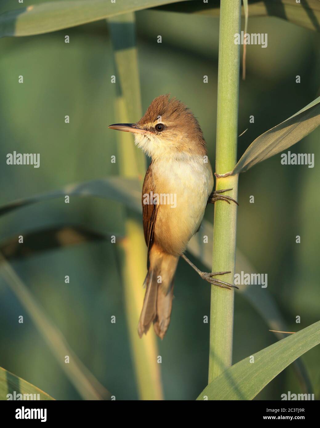 clamorous reed warbler (Acrocephalus stentoreus brunnescens, Acrocephalus brunnescens), singing male at a reed stipe, Oman Stock Photo