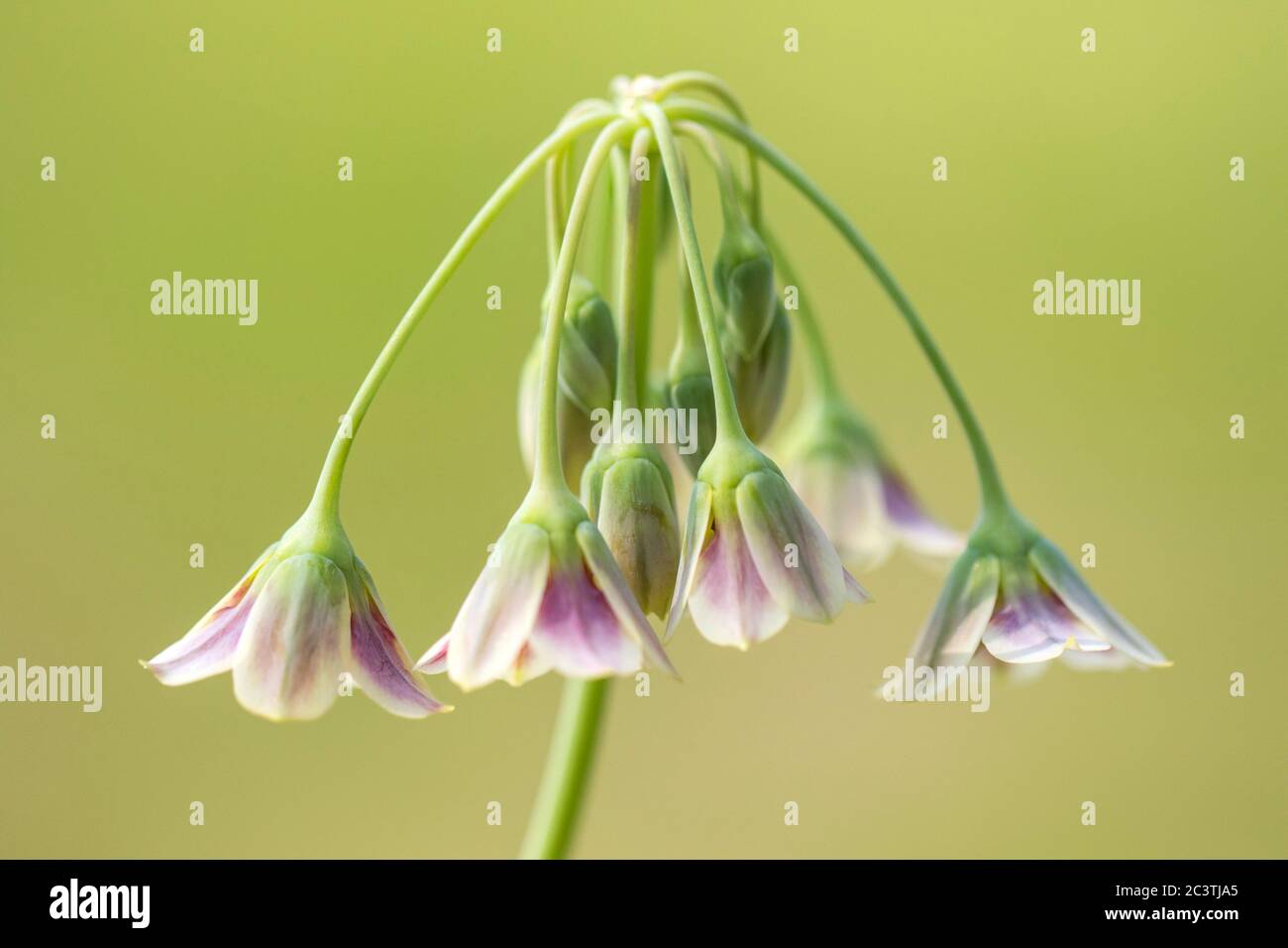 Honey garlic (Allium siculum, Nectaroscordum siculum), inflorescence Stock Photo