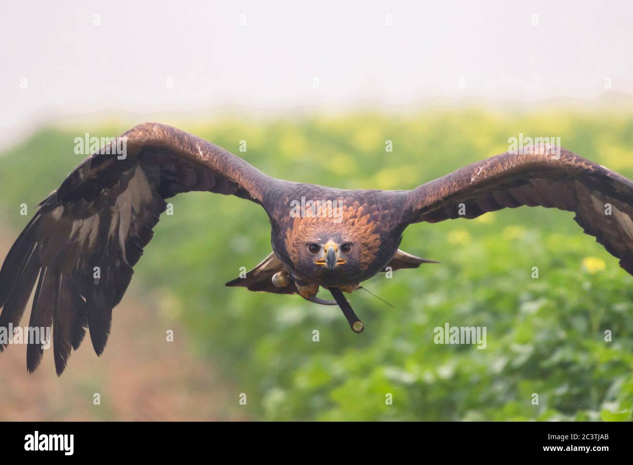 golden eagle (Aquila chrysaetos), in hunting flight for falconry, low-level flight over an acre, Germany Stock Photo