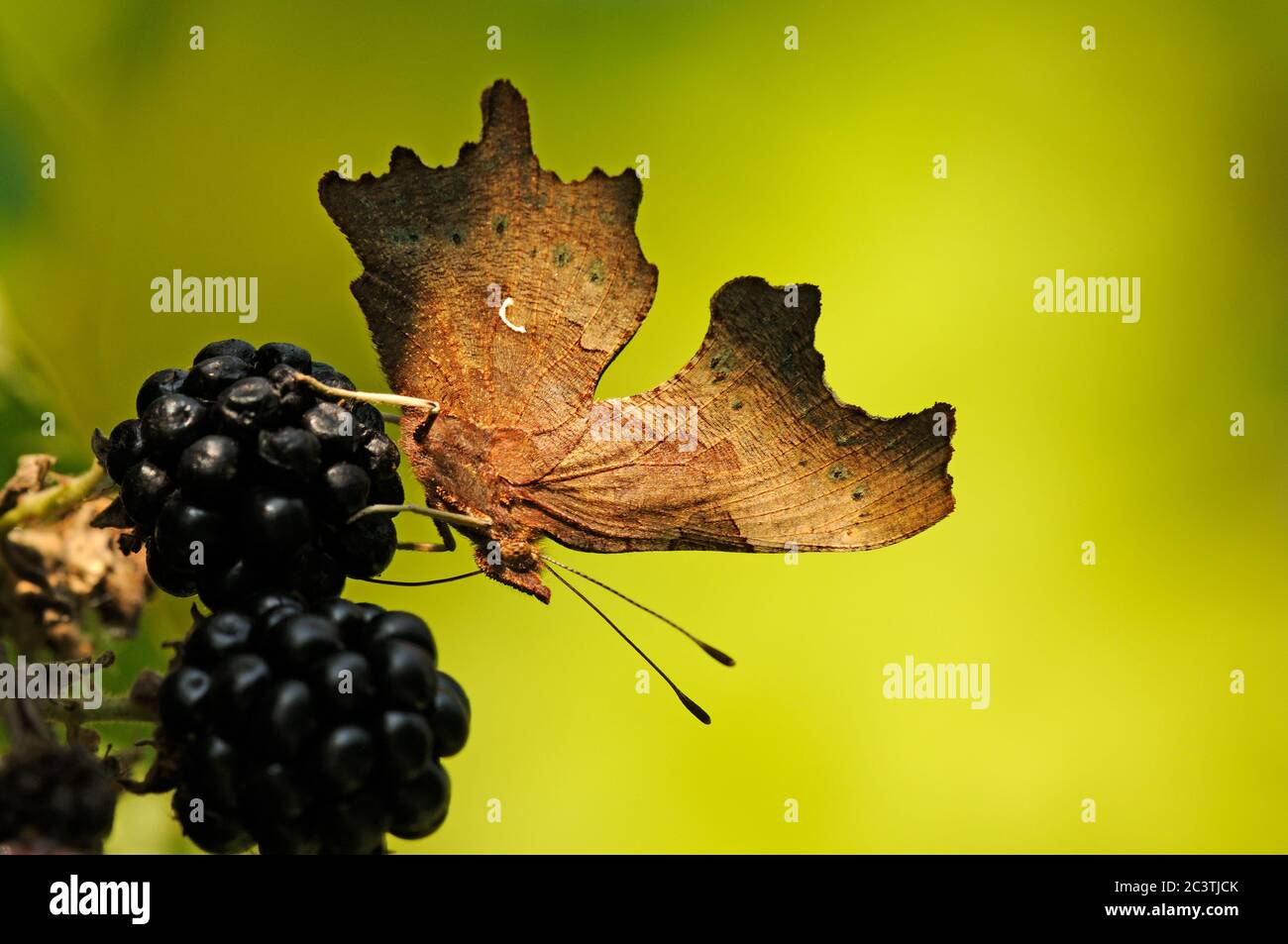 Comma Butterfly, Polygonia c-album, feeding on Blackberries, Norfolk,UK Stock Photo