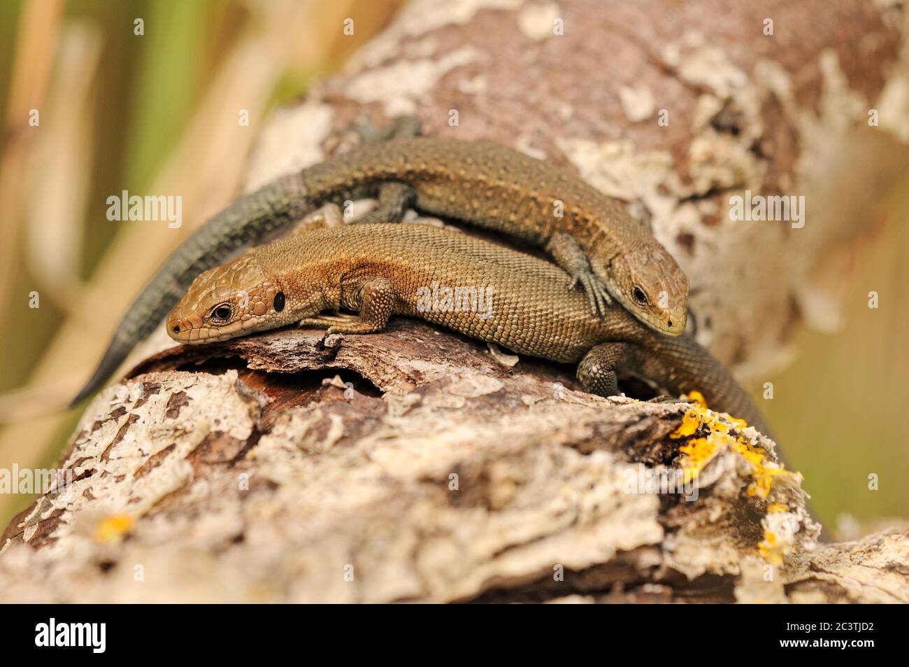 Viviparous lizard or common lizard, Zootoca vivipara, pair basking on log, Norfolk, August Stock Photo
