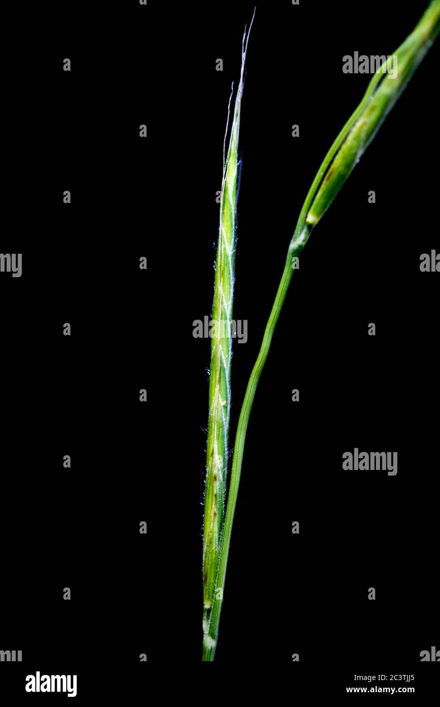slender false brome, ornamental grass (Brachypodium sylvaticum), spikelet aganist black background, Netherlands Stock Photo