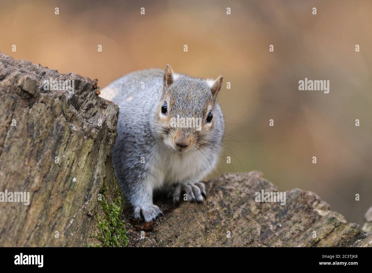 Grey squirrel, Sciurus carolinensis, Lackford Lakes, Suffolk Wildlife Trust Stock Photo