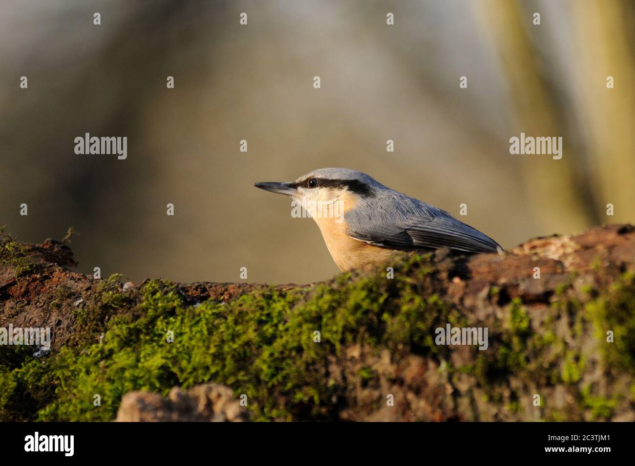 Nuthatch, Sitta europaea, on mossy log, Suffolk, UK Stock Photo