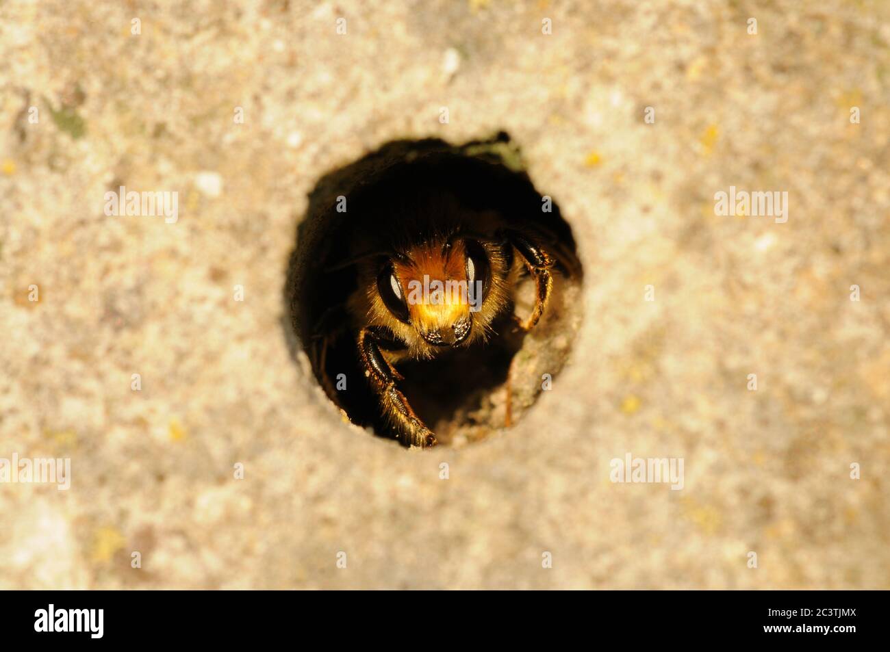 Red Mason Bee, Osmia bicornis, synonym Osmia rufa, in hole, Norfolk, UK Stock Photo