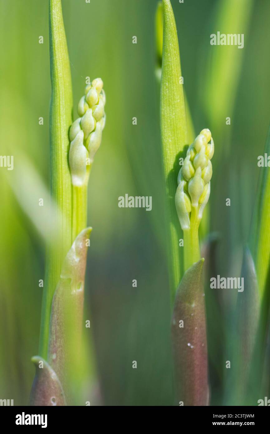 European lily-of-the-valley (Convallaria majalis), inflorescences in bud, Netherlands, Frisia Stock Photo
