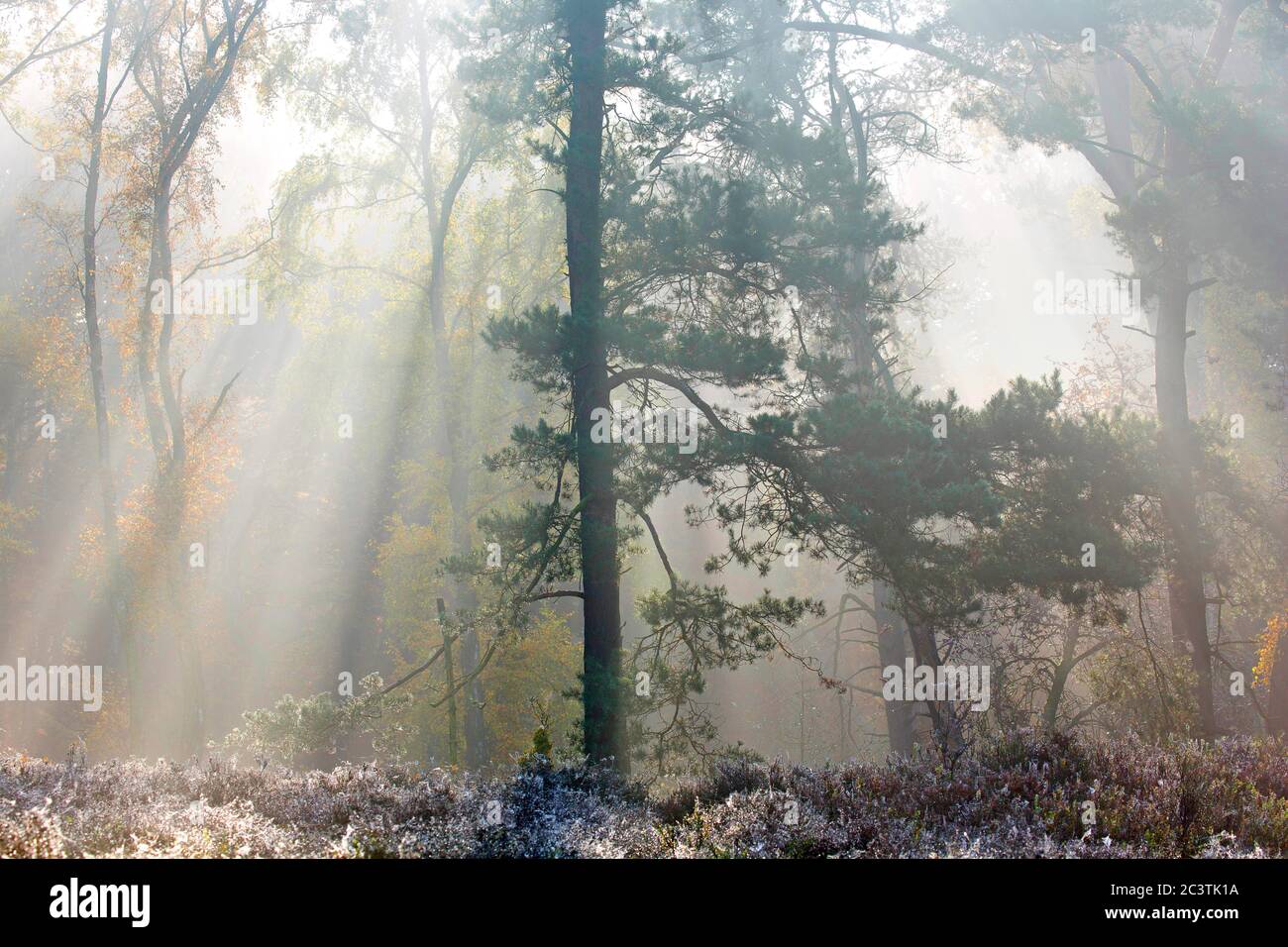 Scotch pine, Scots pine (Pinus sylvestris), in misty autumn forest, Netherlands, Gelderland, Veluwe, Veluwezoom National Park Stock Photo