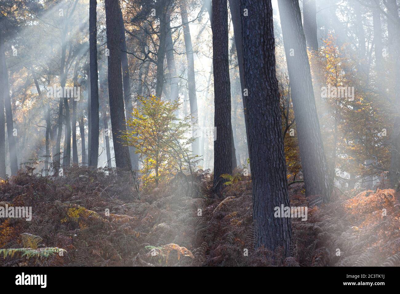 Scotch pine, Scots pine (Pinus sylvestris), sun beams in misty pine forest, Netherlands, Gelderland, Veluwe, Speulderbos Stock Photo