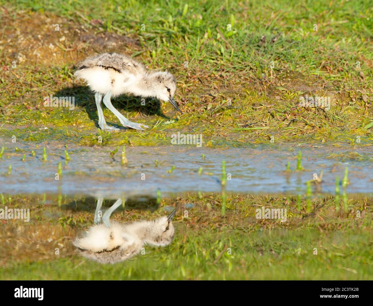pied avocet (Recurvirostra avosetta), chick foraging at a pond, side view, Netherlands, Texel Stock Photo