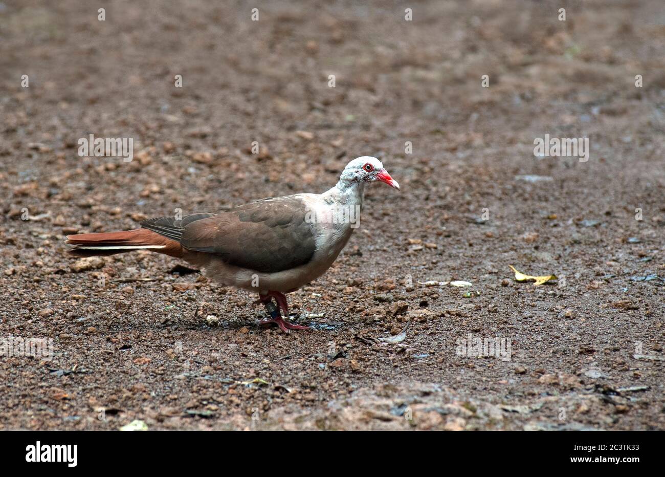 pink pigeon (Columba mayeri, Nesoenas mayeri, Streptopelia mayeri), juvenile perched on the forest floor, Mauritius Stock Photo