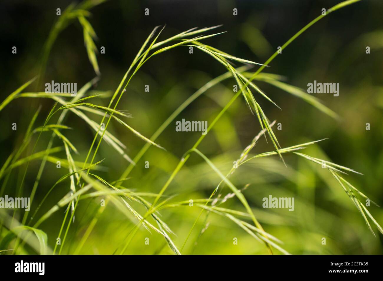 slender false brome, ornamental grass (Brachypodium sylvaticum), inflorescences, Netherlands, Drenthe Stock Photo