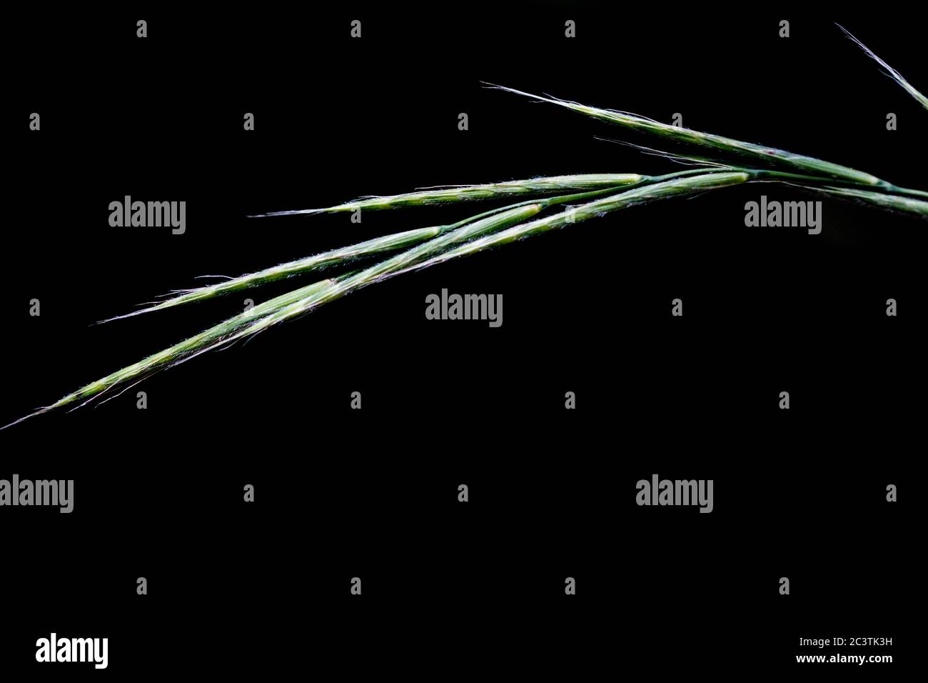 slender false brome, ornamental grass (Brachypodium sylvaticum), inflorescence aganist black background, Netherlands Stock Photo