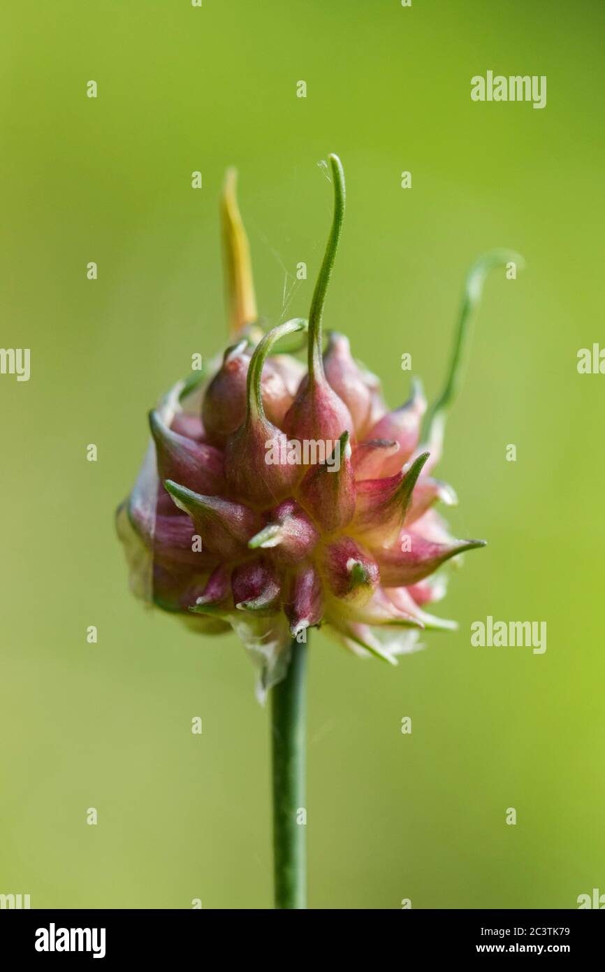 field garlic, crow garlic, wild onion (Allium vineale), inflorescence with shooting bulbils, Netherlands, Frisia Stock Photo