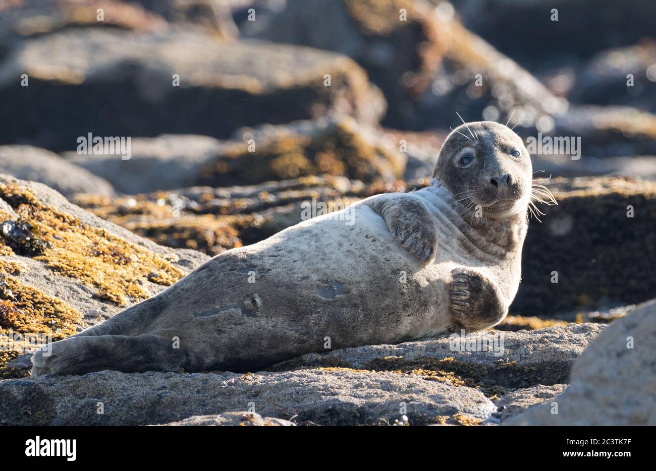 Grey seal, Ravenscar, North Yorkshire Stock Photo