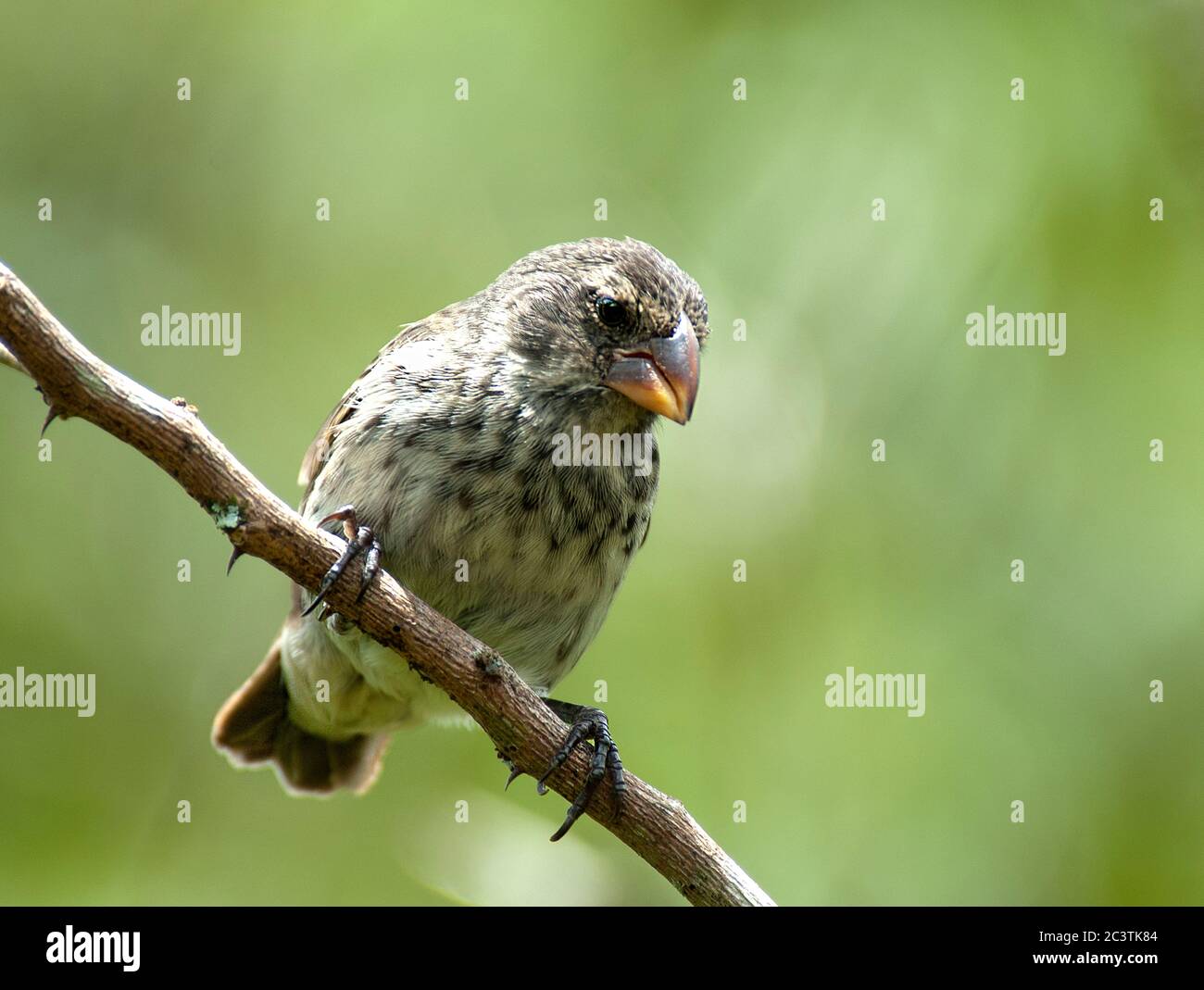 medium ground finch (Geospiza fortis), female perched on a branch, Ecuador, Galapagos Islands Stock Photo